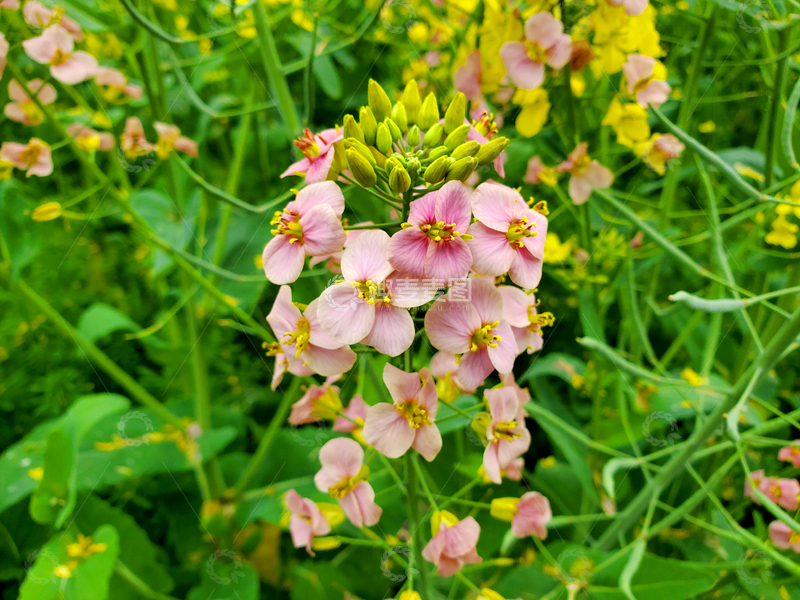 高清大图下载【趣麦麦图】油菜花花朵花卉花苞花瓣花蕊植物