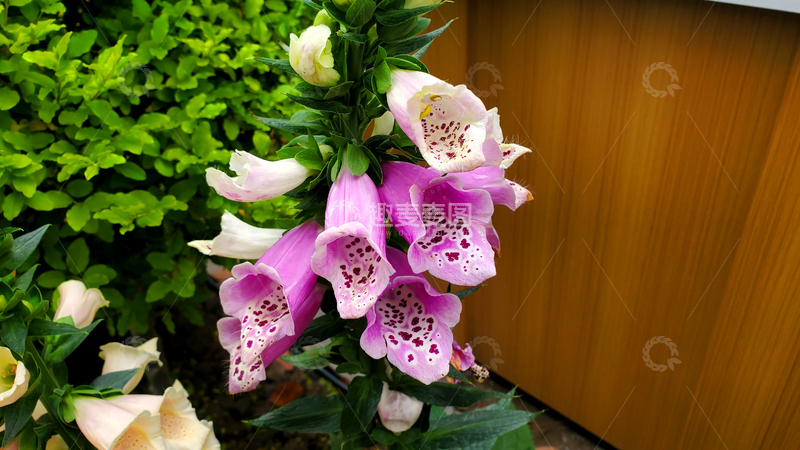 高清大图下载【趣麦麦图】毛地黄洋地黄花朵花卉花瓣花序