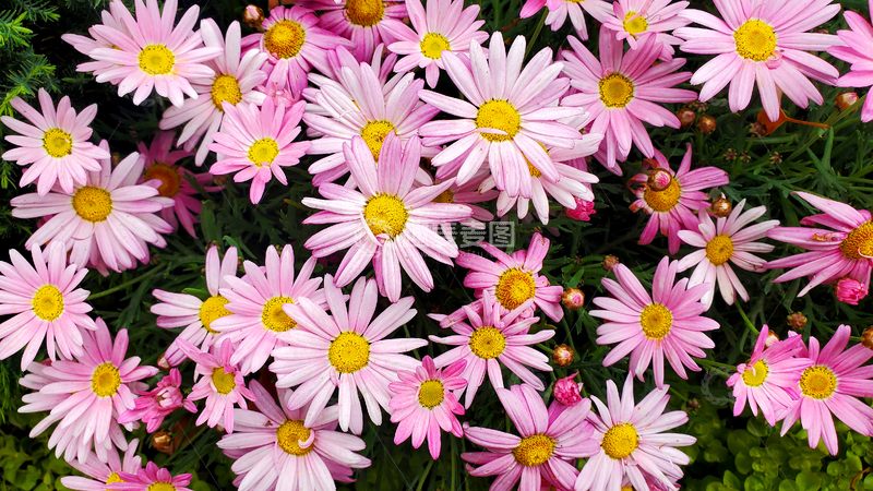 高清大图下载【趣麦麦图】红花除虫菊菊花花朵花卉花瓣花蕊花丛