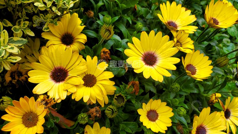 高清大图下载【趣麦麦图】南非万寿菊菊花花朵花卉花瓣花蕊花丛