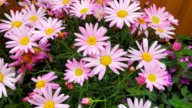 高清大图下载【趣麦麦图】花朵花卉花瓣花蕊花丛春日元素