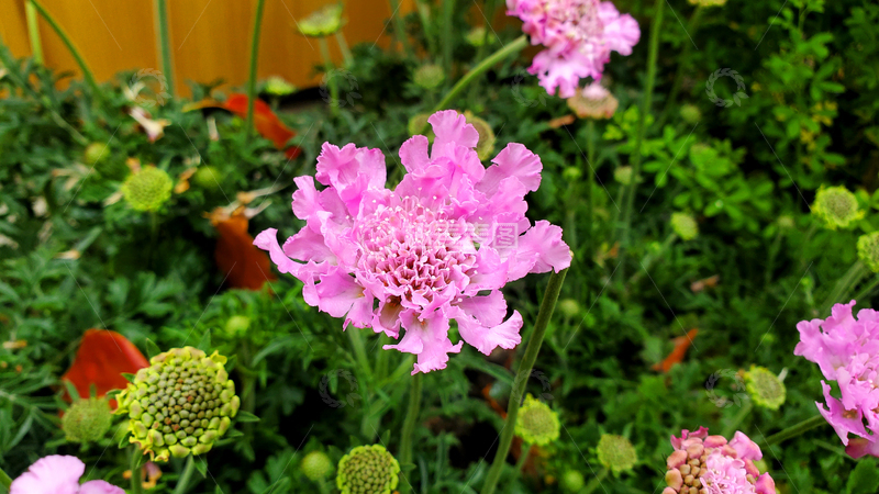 高清大图下载【趣麦麦图】蓝盆花花朵花卉花苞花瓣花蕊花丛