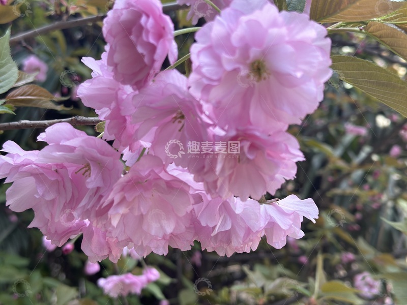 高清大图下载【趣麦麦图】樱花盛开春日美景自然摄影