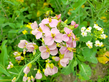 油菜花花朵花卉花瓣花蕊花蕾绿叶植物