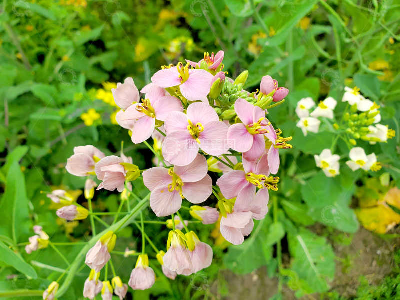高清大图下载【趣麦麦图】油菜花花朵花卉花瓣花蕊花蕾绿叶植物