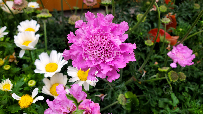 高清大图下载【趣麦麦图】蓝盆花花朵花卉花瓣花蕊花丛