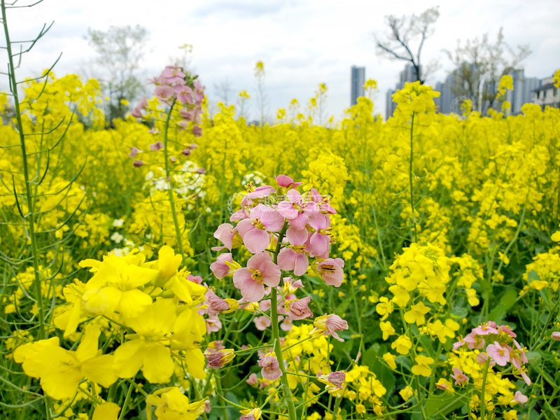 高清大图下载【趣麦麦图】油菜花油菜地花朵花卉花瓣花蕊花丛