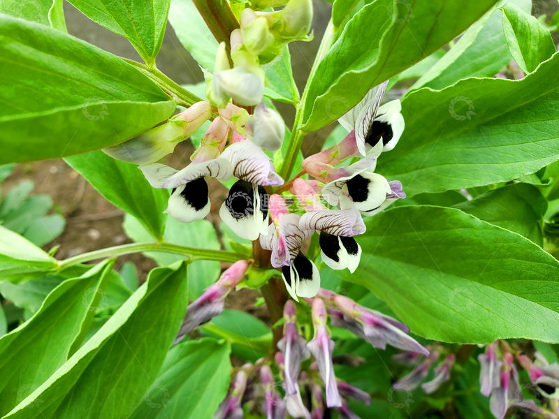 高清大图下载【趣麦麦图】蚕豆花花朵花卉绿叶农作物中草药