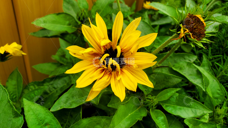 高清大图下载【趣麦麦图】向日葵葵花花朵花卉花瓣花蕊绿叶