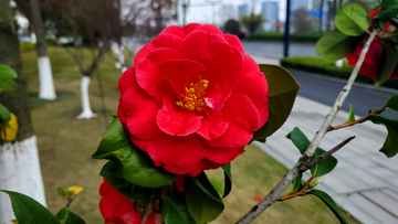 克瑞墨大牡丹茶花花朵花卉花瓣花蕊