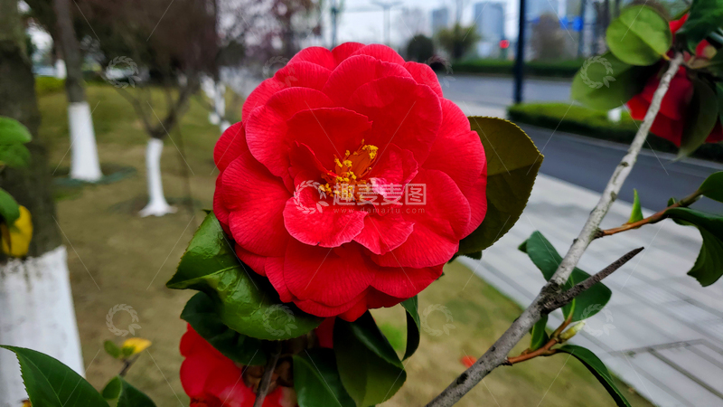 高清大图下载【趣麦麦图】克瑞墨大牡丹茶花花朵花卉花瓣花蕊