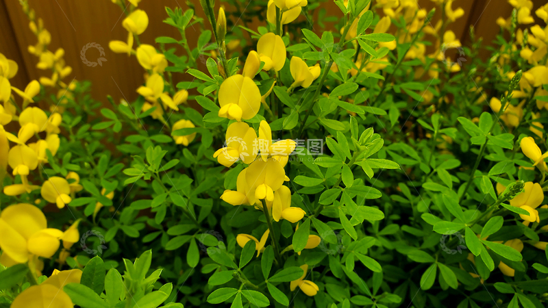 高清大图下载【趣麦麦图】苏格兰金雀儿花朵花卉花瓣绿叶花丛