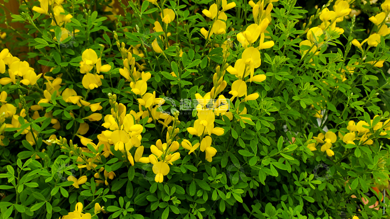 高清大图下载【趣麦麦图】金雀儿黄花花朵花卉花瓣花丛绿叶植物