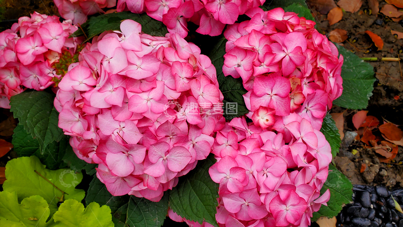 高清大图下载【趣麦麦图】粉色绣球花紫阳花花朵花卉花簇花球