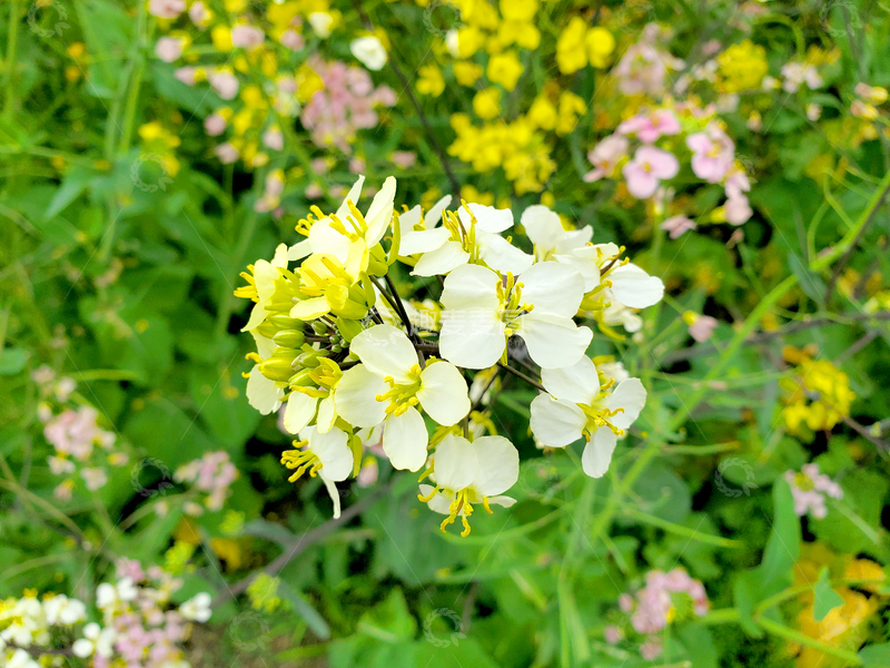 高清大图下载【趣麦麦图】白色油菜花花朵花卉花瓣花蕊花球花簇