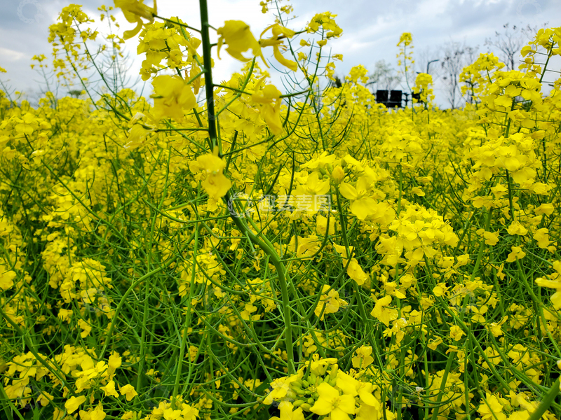 高清大图下载【趣麦麦图】黄色油菜花花朵花卉花丛花海农作物