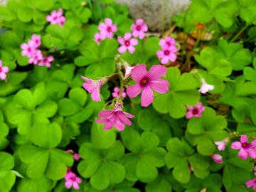 红花酢浆草花朵花卉花丛幸运草