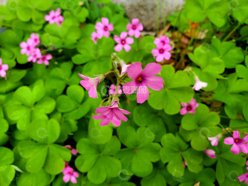 高清大图下载【趣麦麦图】红花酢浆草花朵花卉花丛幸运草