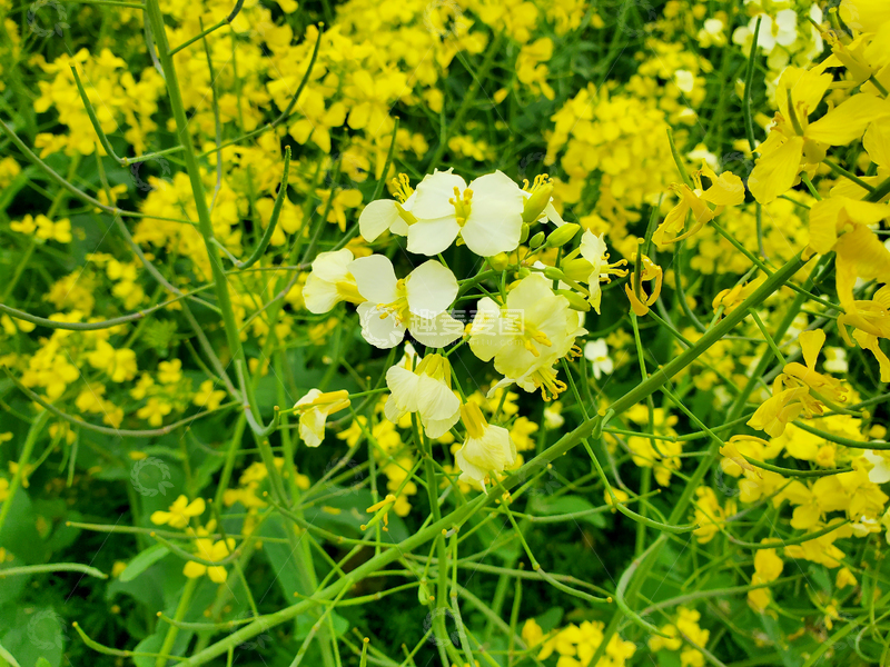 高清大图下载【趣麦麦图】油菜花油菜地花朵花卉花丛花瓣植物