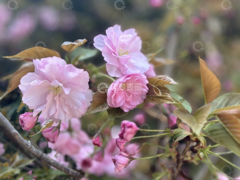 高清大图下载【趣麦麦图】粉红樱花特写自然风景摄影