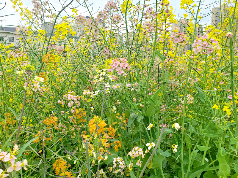 高清大图下载【趣麦麦图】油菜花油菜地花朵花卉花丛花海植物