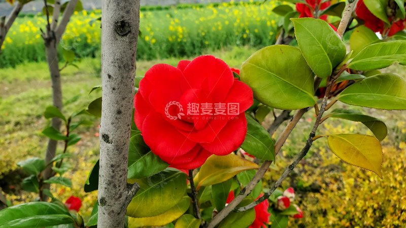 高清大图下载【趣麦麦图】红花山茶花花瓣花朵花卉树叶绿叶树枝