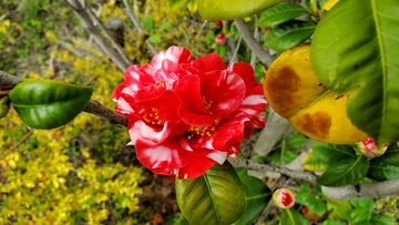 花牡丹山茶花花瓣花蕊花朵花卉树叶树枝