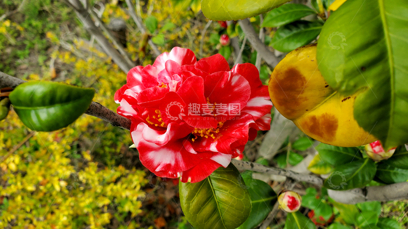 高清大图下载【趣麦麦图】花牡丹山茶花花瓣花蕊花朵花卉树叶树枝