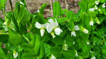 豌豆花豌豆苗花朵花卉花瓣绿叶
