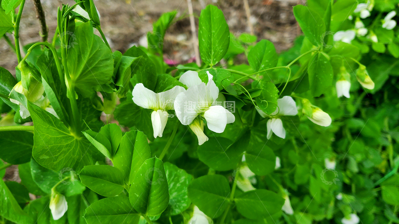 高清大图下载【趣麦麦图】豌豆花豌豆苗花朵花卉花瓣绿叶