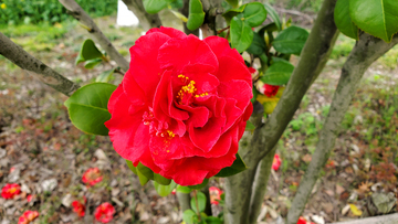 红色山茶花花卉花朵花瓣花蕊树叶树枝