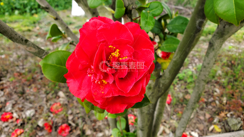 高清大图下载【趣麦麦图】红色山茶花花卉花朵花瓣花蕊树叶树枝