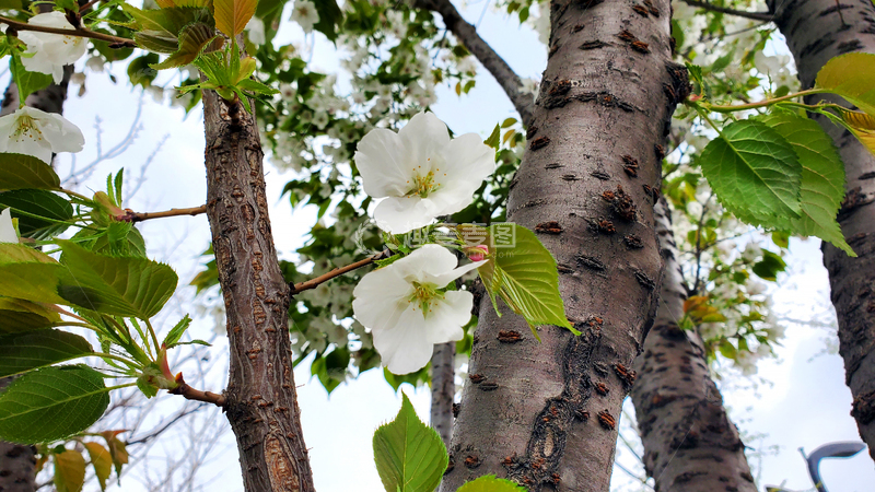 高清大图下载【趣麦麦图】樱花早樱晚樱花朵绿叶树枝树干