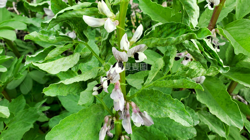高清大图下载【趣麦麦图】蚕豆花花朵花卉花瓣绿叶植物