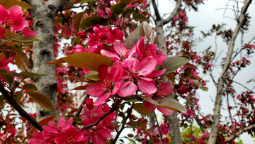 北美海棠花海棠树花朵花卉树叶树枝