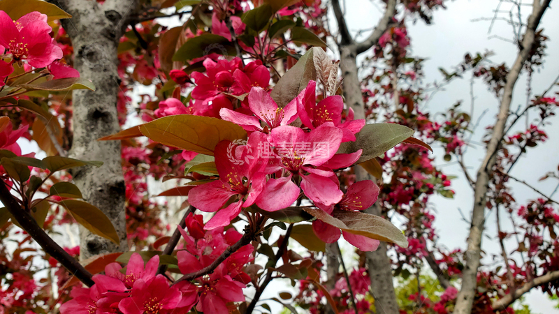 高清大图下载【趣麦麦图】北美海棠花海棠树花朵花卉树叶树枝