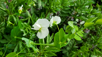 白花豌豆花花朵花卉花瓣藤蔓绿叶