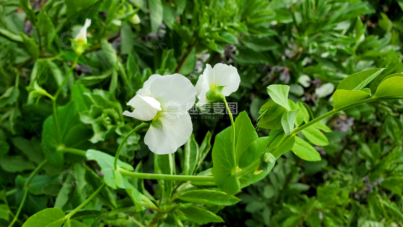 高清大图下载【趣麦麦图】白花豌豆花花朵花卉花瓣藤蔓绿叶