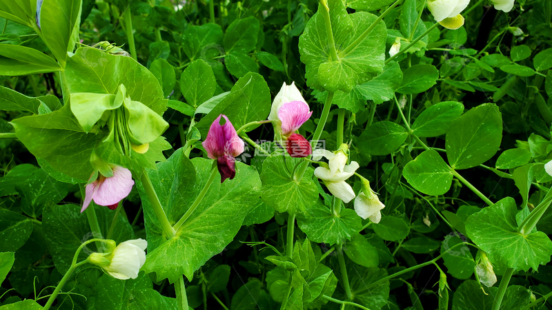 高清大图下载【趣麦麦图】红花豌豆花花朵花卉花瓣绿叶藤蔓