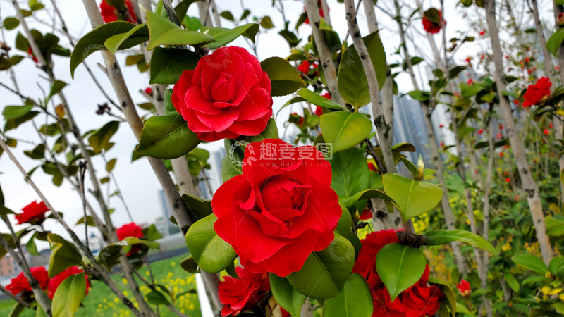 高清大图下载【趣麦麦图】克瑞墨大牡丹山茶花花朵花卉绿叶