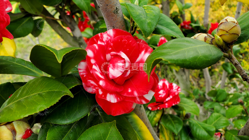 高清大图下载【趣麦麦图】花牡丹山茶花花卉花朵花瓣树叶树枝