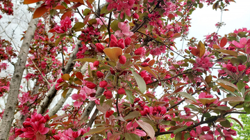 海棠花花朵花苞树叶叶子树枝树干海棠树