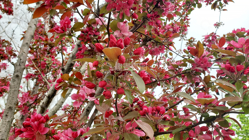 高清大图下载【趣麦麦图】海棠花花朵花苞树叶叶子树枝树干海棠树