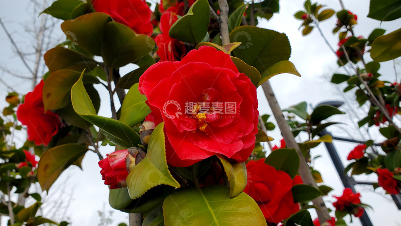 高清大图下载【趣麦麦图】山茶花红花花朵花卉花瓣花蕊绿叶树枝