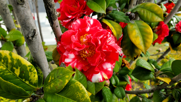 山茶花花朵花卉花瓣花蕊绿叶树枝
