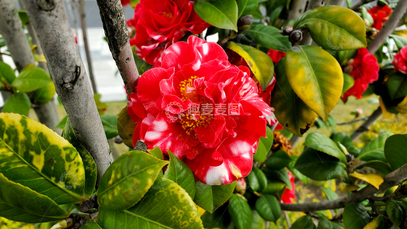 高清大图下载【趣麦麦图】山茶花花朵花卉花瓣花蕊绿叶树枝