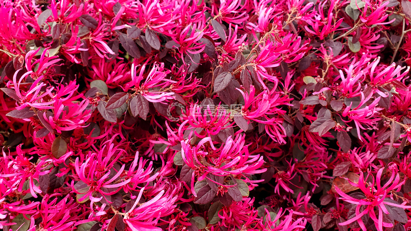 高清大图下载【趣麦麦图】红花檵木花朵花卉花丛花簇树叶灌木丛