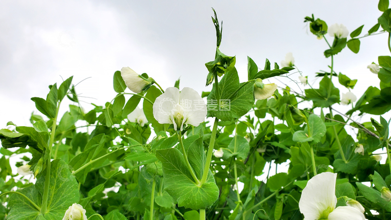 高清大图下载【趣麦麦图】白色豌豆花花朵花卉花瓣绿叶藤蔓