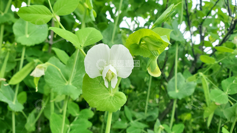 高清大图下载【趣麦麦图】豌豆花花朵花卉花瓣绿叶藤蔓豆荚