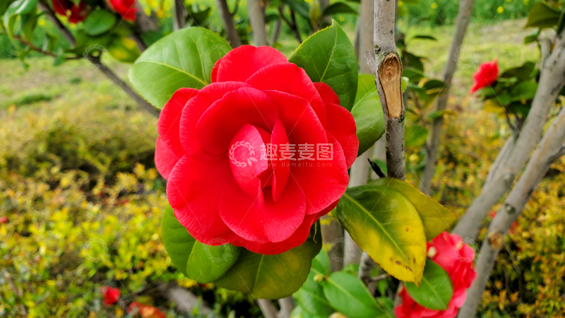 高清大图下载【趣麦麦图】山茶花红花花瓣花朵花卉树叶绿叶树枝